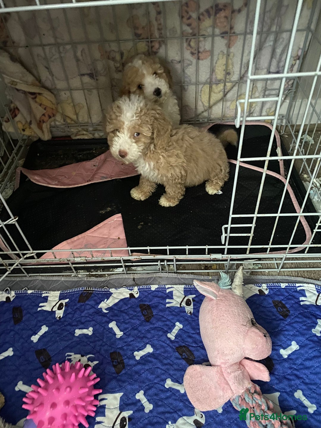 Cavapoo dogs for sale: 2 Gorgeous cavapoo girls  - Advert 5