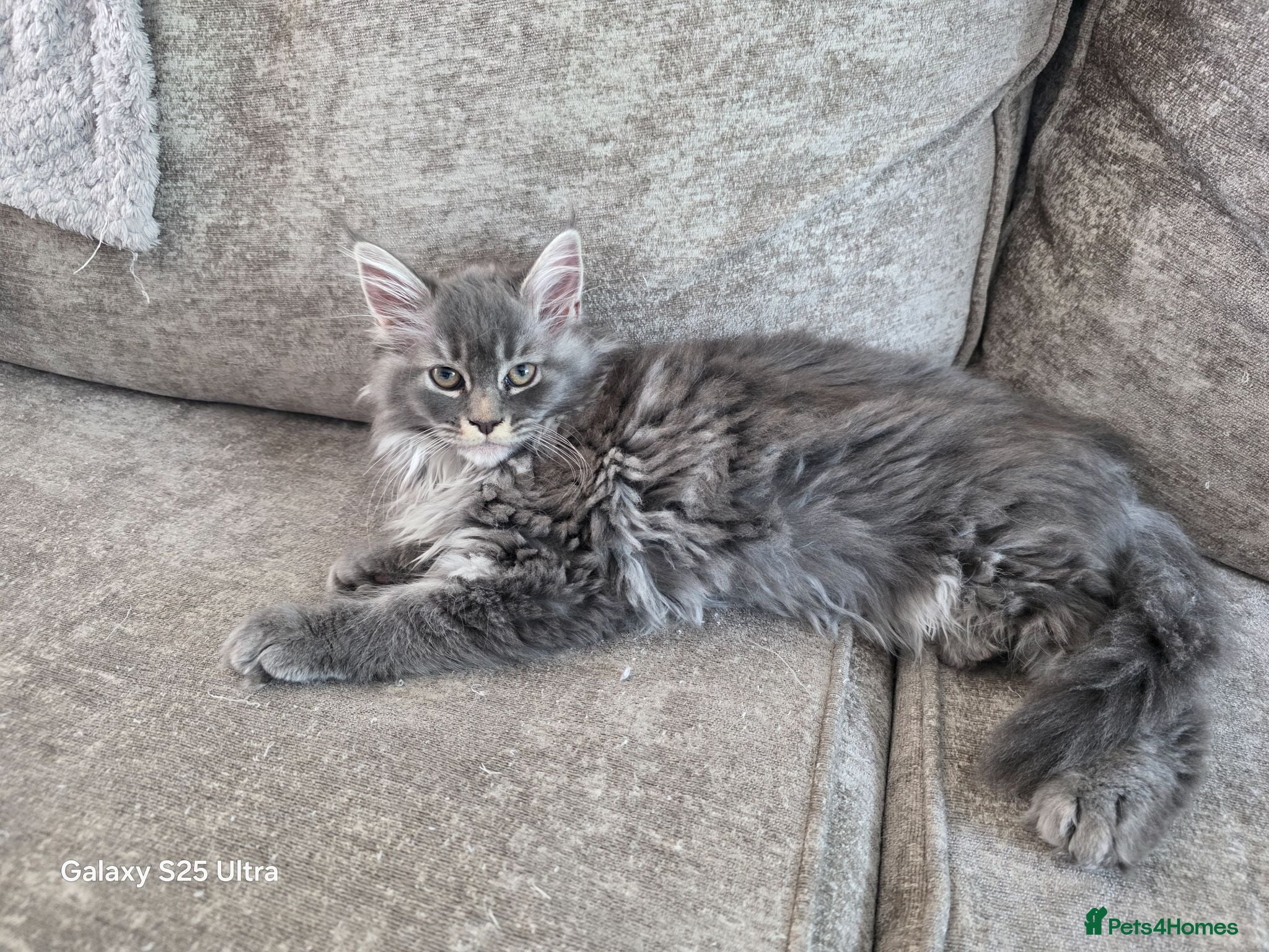 Maine Coon cats Ready now Stunning pure maine coons 1b 1g  - Advert 10