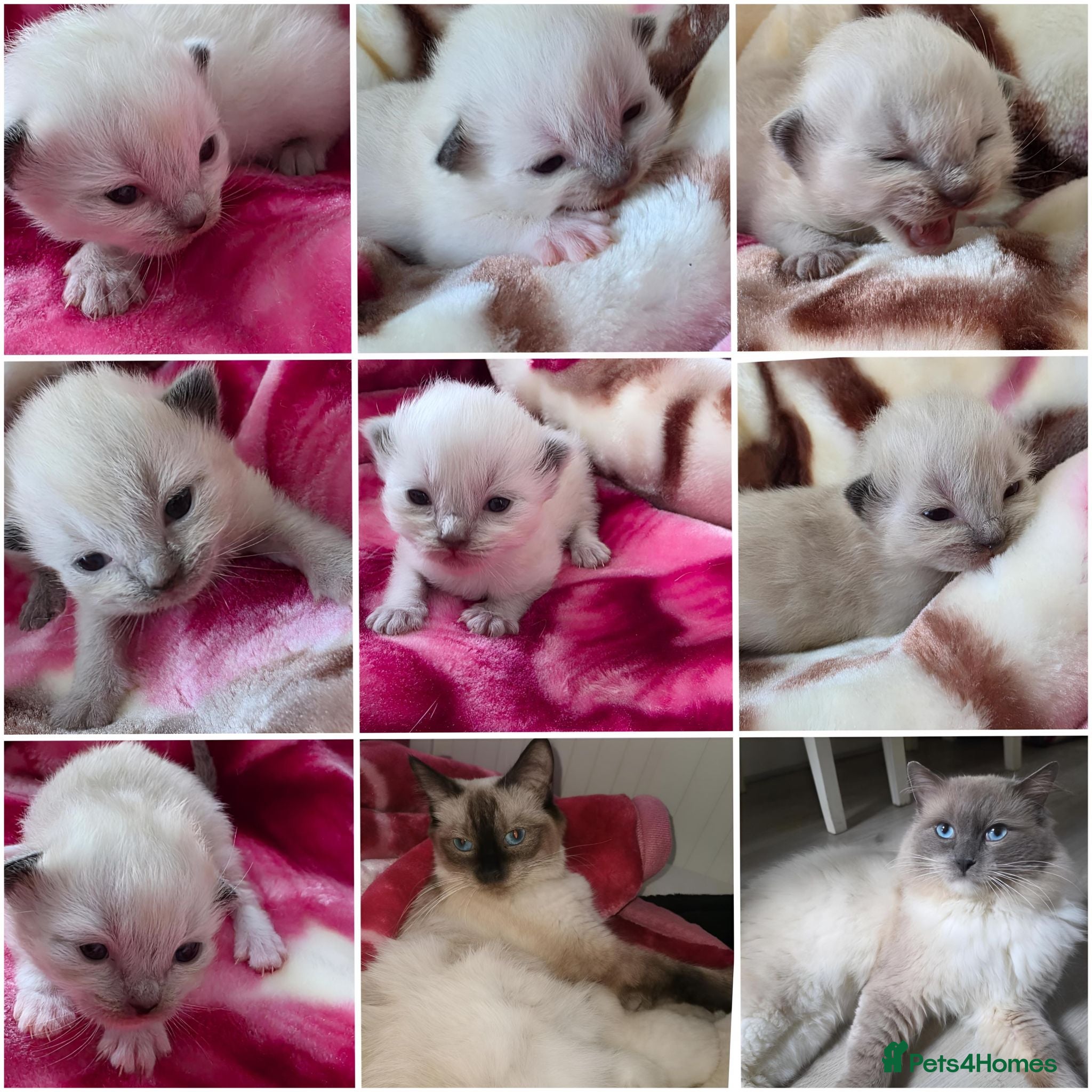 Ragdoll cats Ragdolks kittens-Reservation open😻😺🩵❤️ - Advert 5