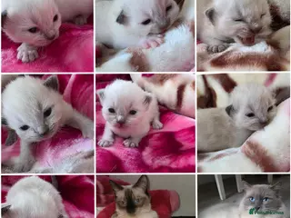 Ragdoll cats Ragdolks kittens-Reservation open😻😺🩵❤️ - Advert 5