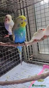 Parrots birds Budgies - Advert 1