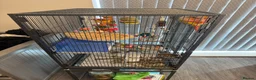 Conures birds for sale: Pineapple conure for sale with cage - Advert 2