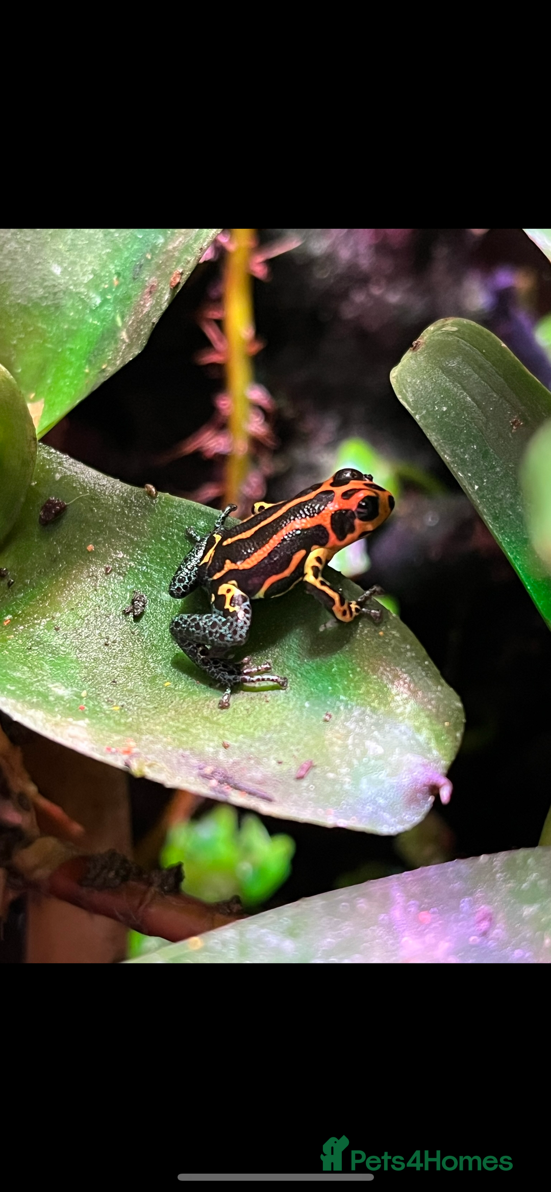 Frog reptiles for sale: Ranitomeya imitator varadero - Advert 1
