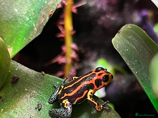 Frog reptiles Ranitomeya imitator varadero - Advert 1