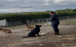 Belgian Shepherd Dog dogs for sale: A real good boy - Image 12