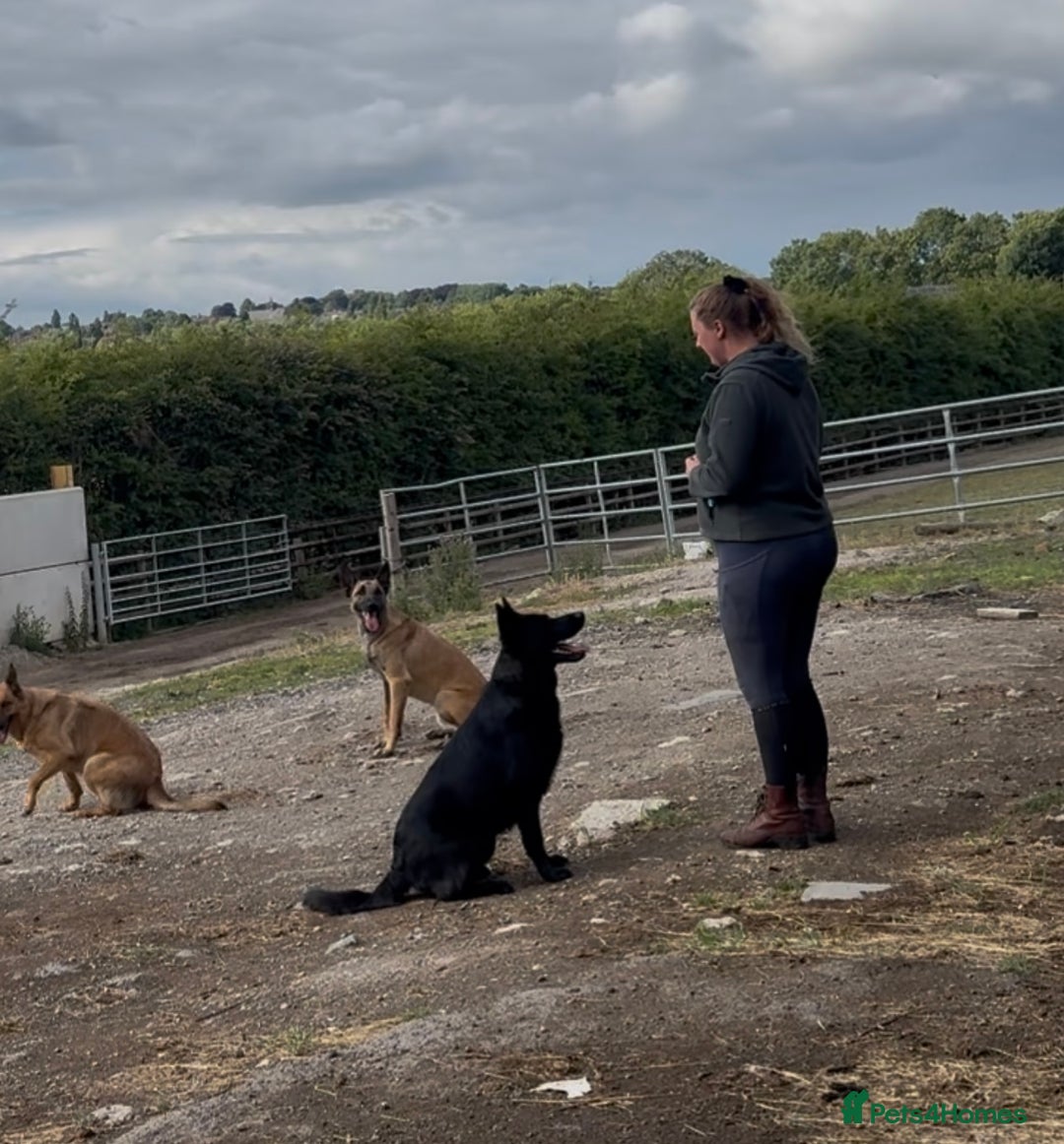 Belgian Shepherd Dog dogs for sale: A real good boy - Image 12
