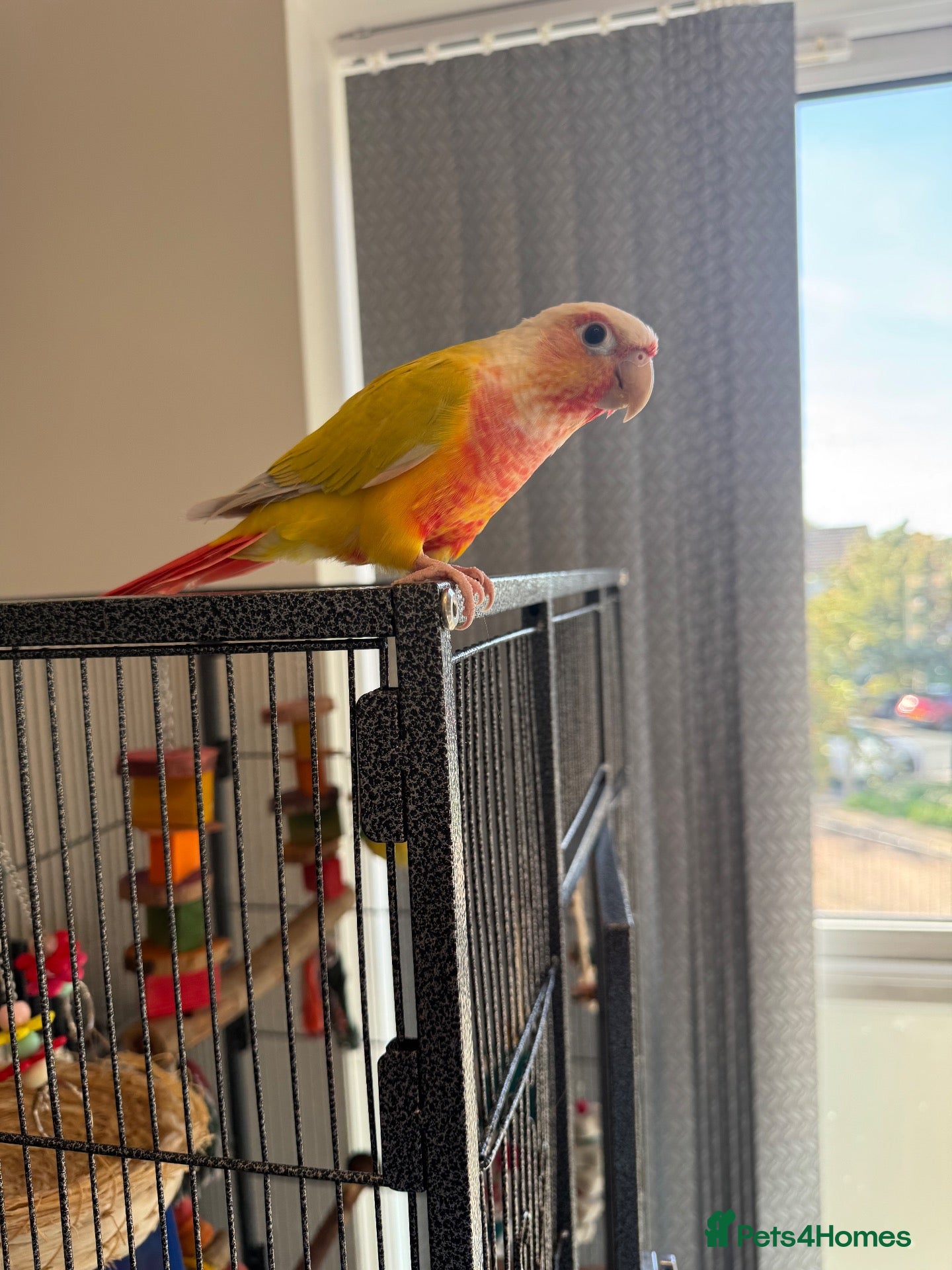 Conures birds for sale: Pineapple conure for sale with cage - Advert 18