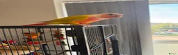 Conures birds for sale: Pineapple conure for sale with cage - Advert 1