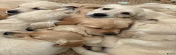 Golden Retriever dogs for sale: Golden Retriever Puppies for Sale / READY NOW!!!! - Advert 7
