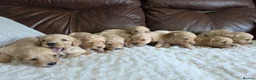 Cockapoo dogs for sale: DNA Health Tested Cockapoos Apricot/Golden - Advert 28