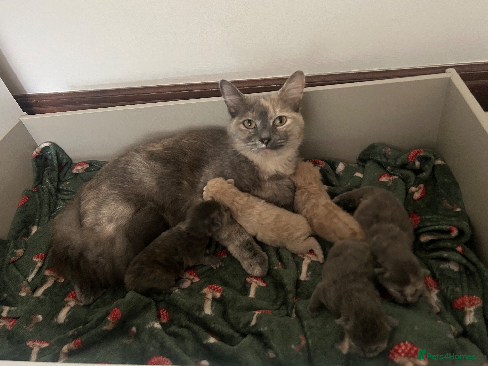 Ragdoll cats Stunning 3/4 ragdoll kittens for 5 star homes - Advert 15