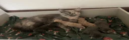 Ragdoll cats for sale: Stunning 3/4 ragdoll kittens for 5 star homes in West Linton - Advert 1