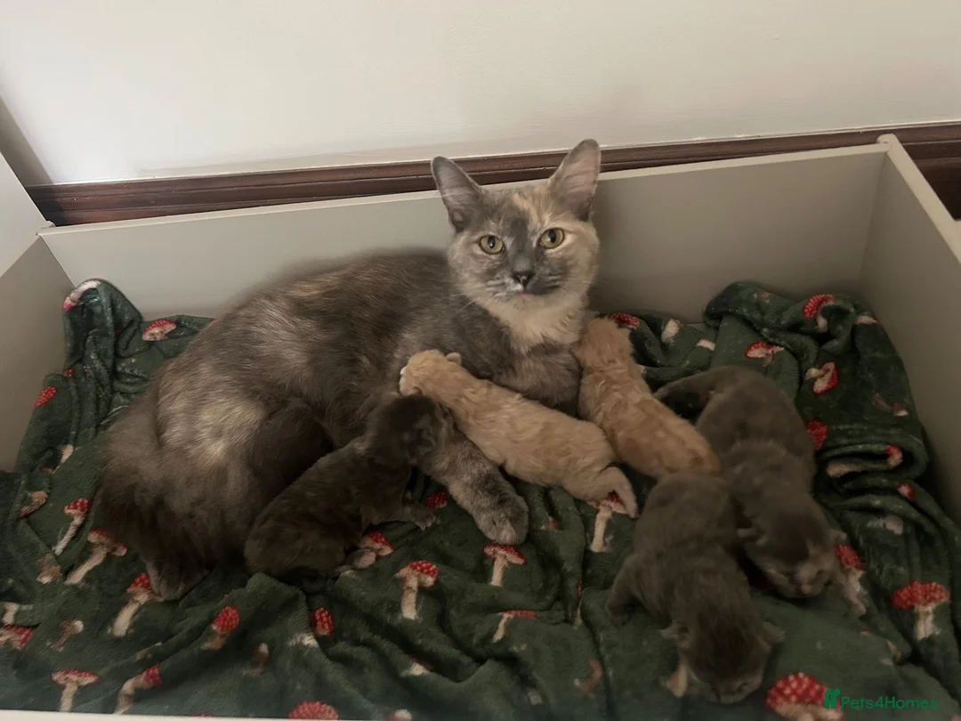 Ragdoll cats for sale: Stunning 3/4 ragdoll kittens for 5 star homes in West Linton - Advert 1