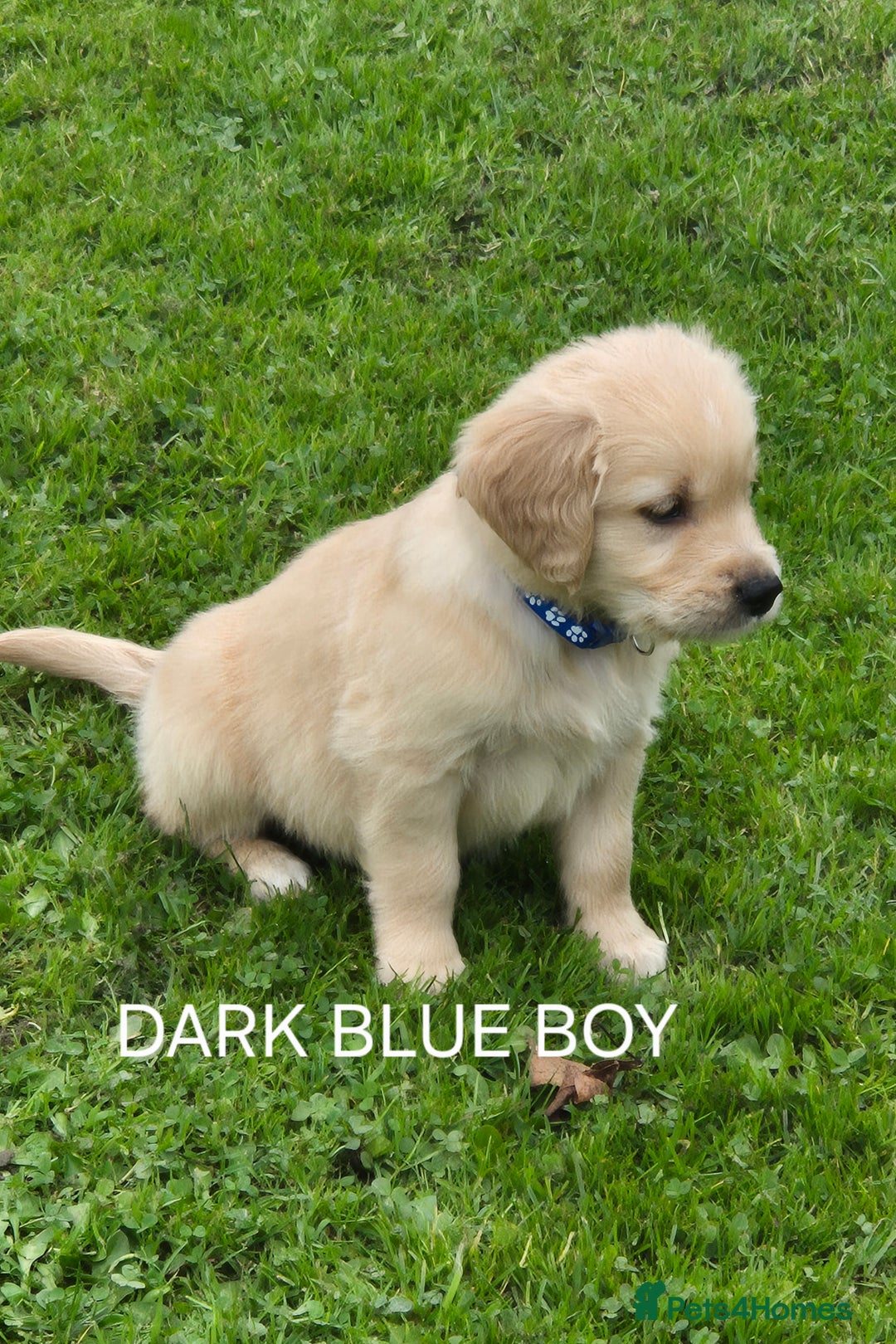 Golden Retriever dogs for sale: KC GOLDEN RETRIEVER PUPPIES  - Image 17