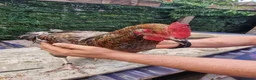 Mixed Breed poultry for sale: Stunning variety of hens cocks and drakes  - Advert 4