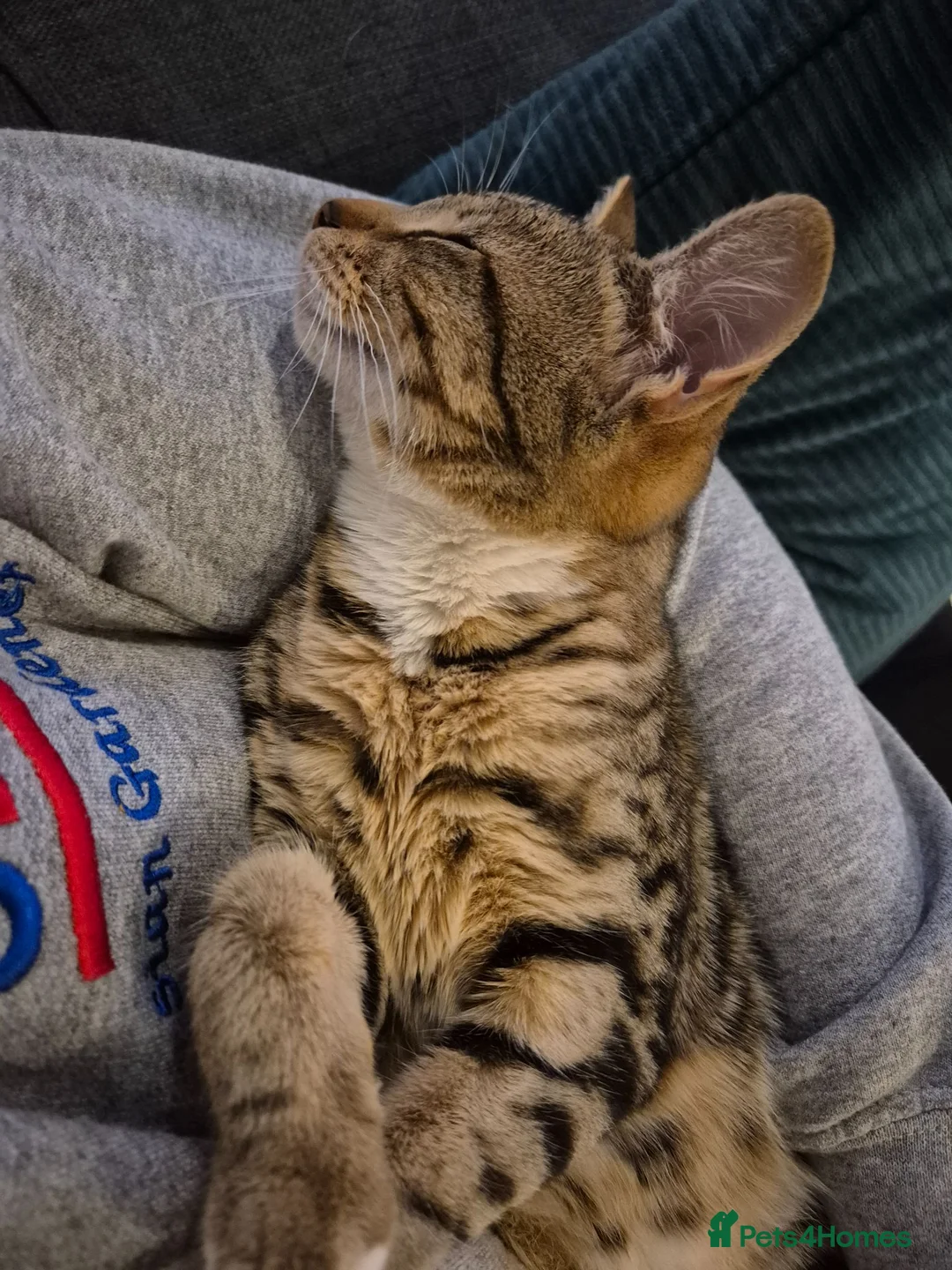 Mixed Breed cats for sale: 3 beautiful cats for rehoming - Advert 5