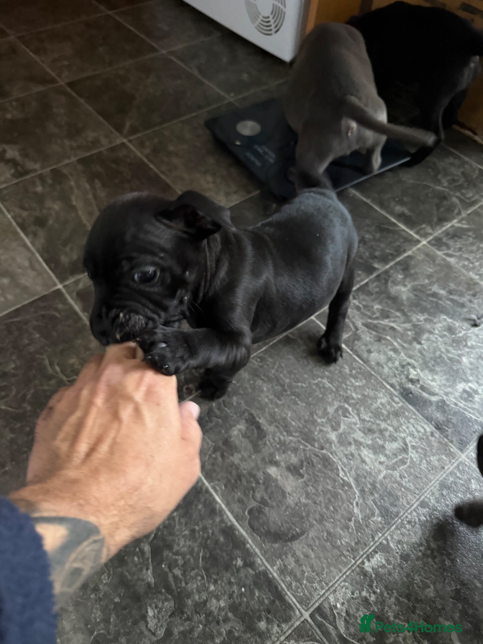 Staffordshire Bull Terrier dogs Beautiful Staffys. Excellent pedigree. - Advert 14