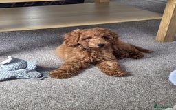 Cockapoo dogs for sale: F1b fox red Fully vaccinated Male - Image 7