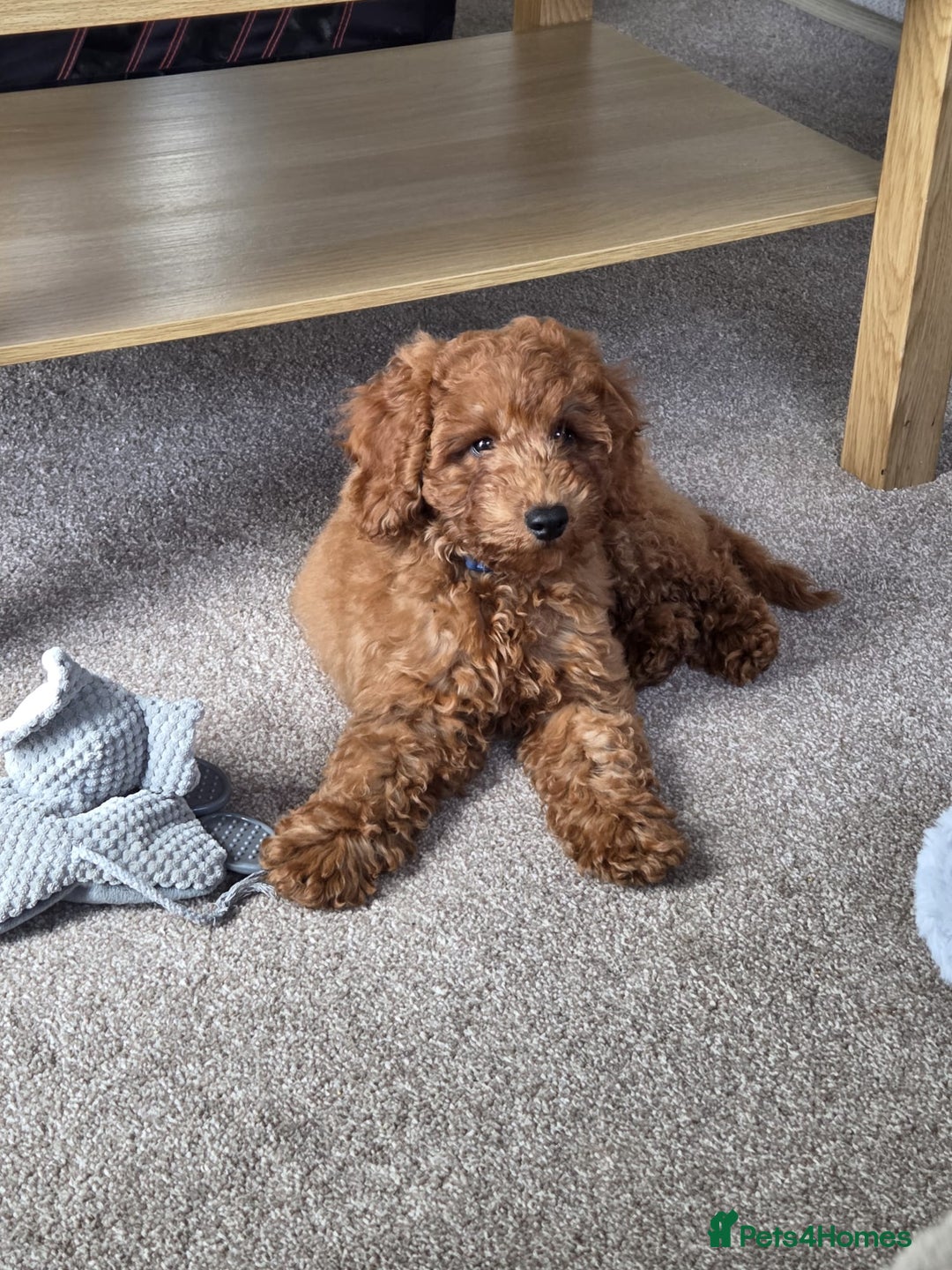 Cockapoo dogs for sale: F1b fox red Fully vaccinated Male - Image 7