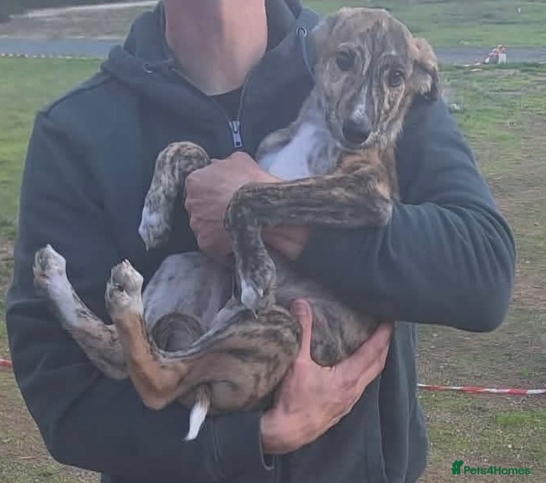 Mixed Breed dogs for adoption: Taz needs a loving home  - Advert 16