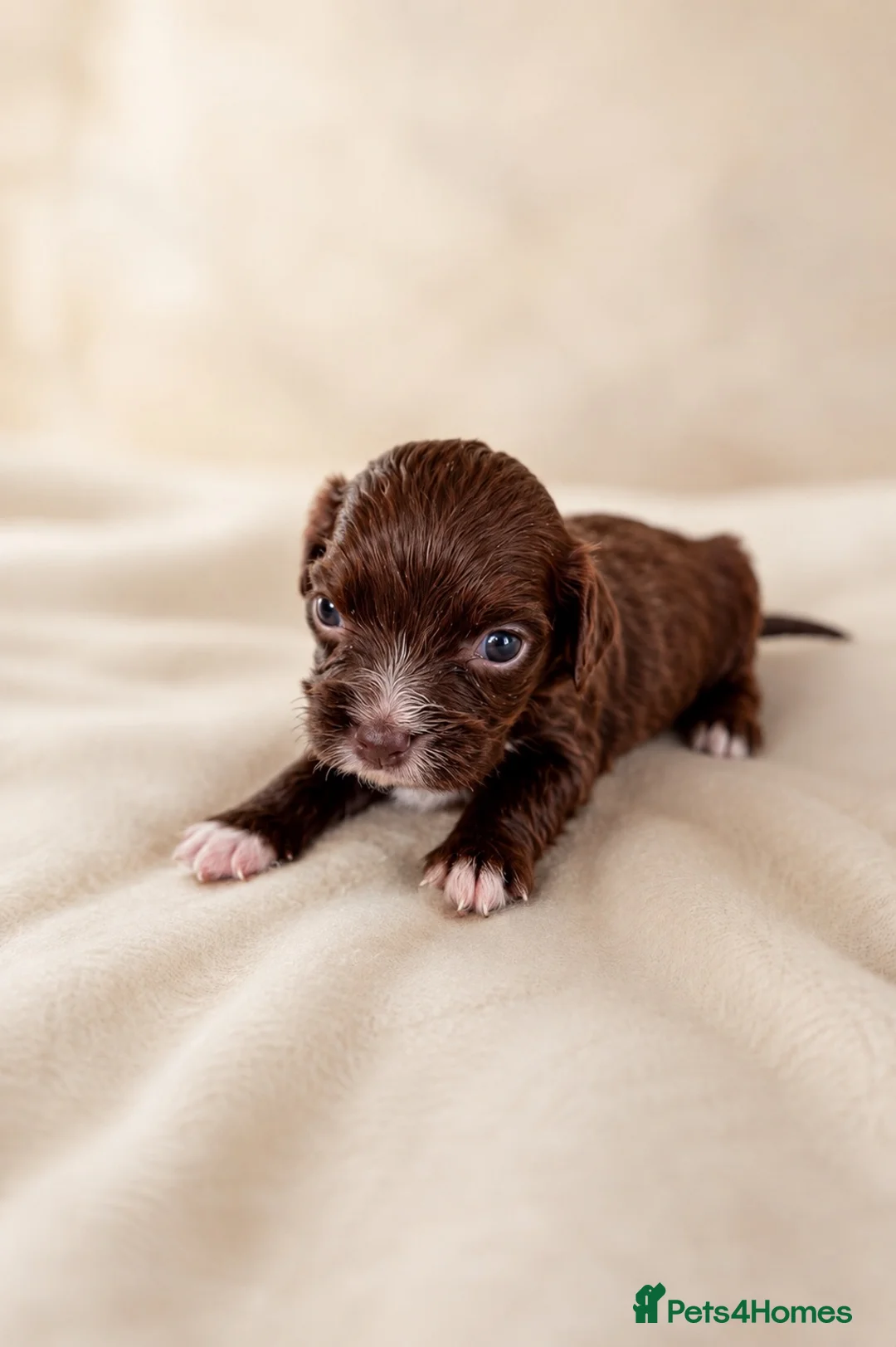 Cocker Spaniel dogs for sale: Cocker pups chocolate and Merle  - Advert 7