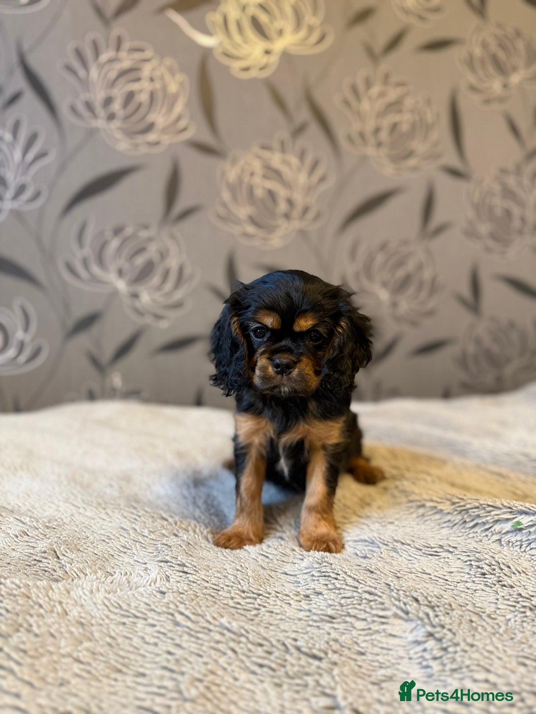 Cavalier King Charles Spaniel dogs for sale: Cavalier King Charles Spaniel - Advert 8