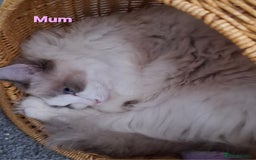 Ragdoll cats for sale: GCCF Gorgeous Pure Pedigree Ragdoll Kittens - Image 28
