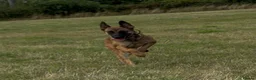 Belgian Shepherd Dog dogs for sale: Mali/dutch Female BRN  - Advert 11