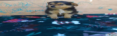 Pomchi Puppy 1