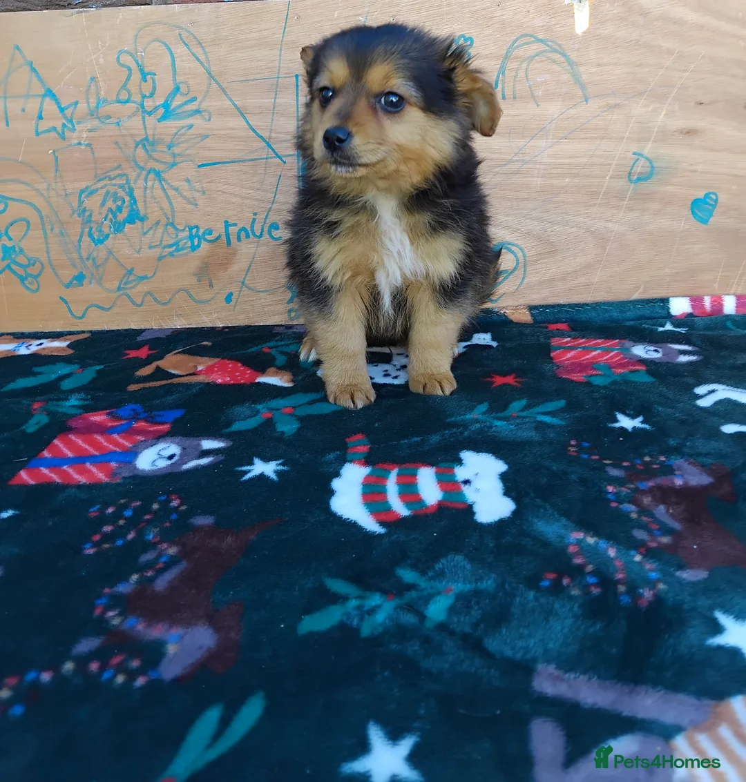 Pomchi dogs for sale: 4 beautiful black and tan pomchi puppies  - Advert 1