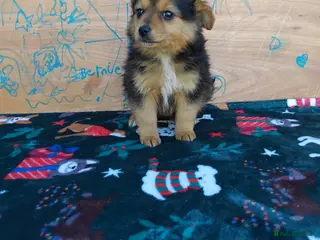 Pomchi dogs 4 beautiful black and tan pomchi puppies - Advert 3