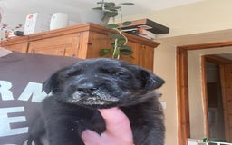 Labrador Retriever dogs for sale: Black Labrador Puppies for sale  - Image 4