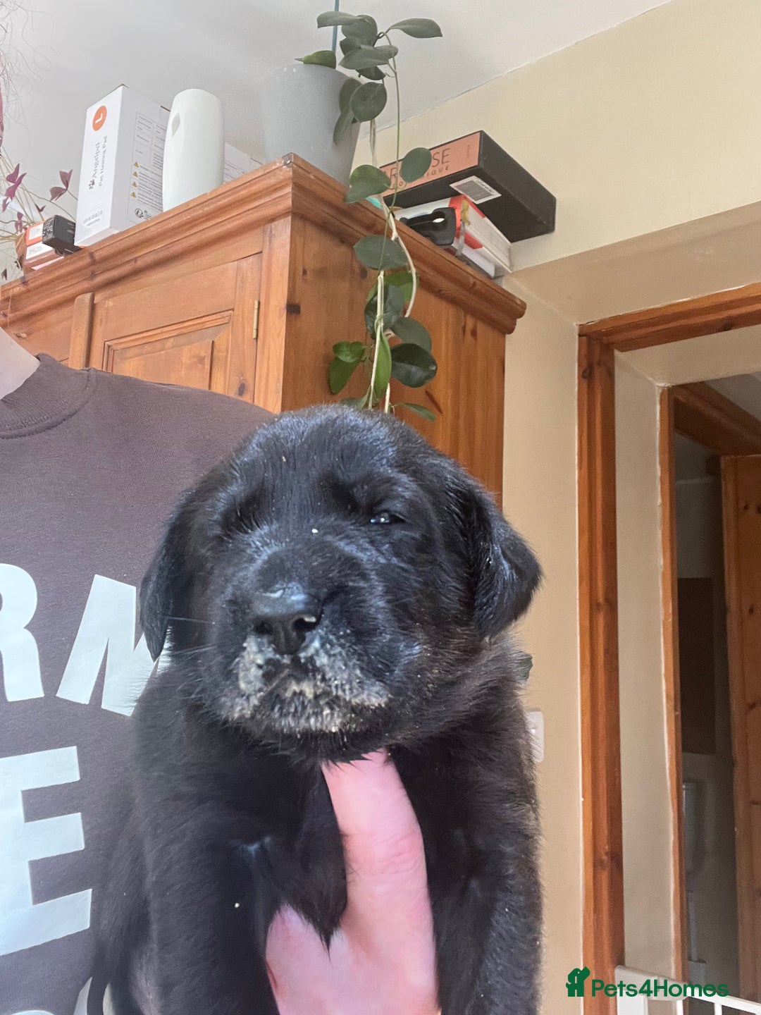 Labrador Retriever dogs for sale: Black Labrador Puppies for sale  - Image 4