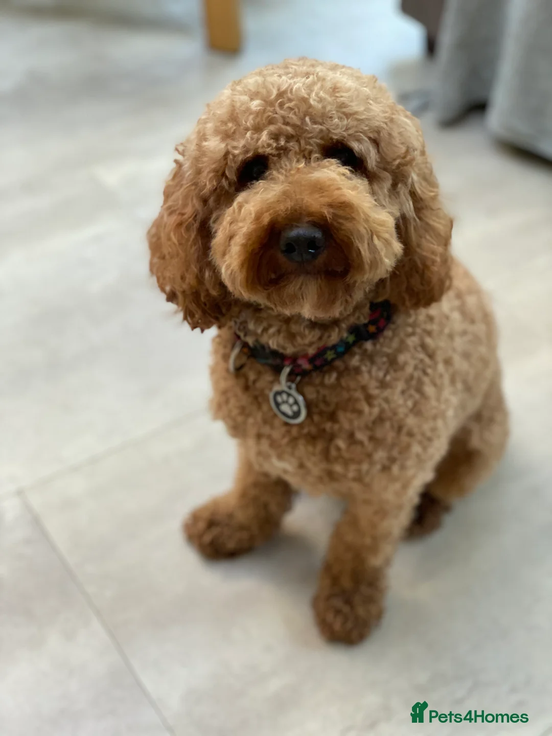 Poodle dogs for stud: Miniature poodle stud -red, kc reg & health tested in Tonbridge - Advert 1