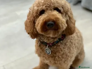 Poodle dogs Miniature poodle stud -red, kc reg & health tested in Tonbridge - Advert 1