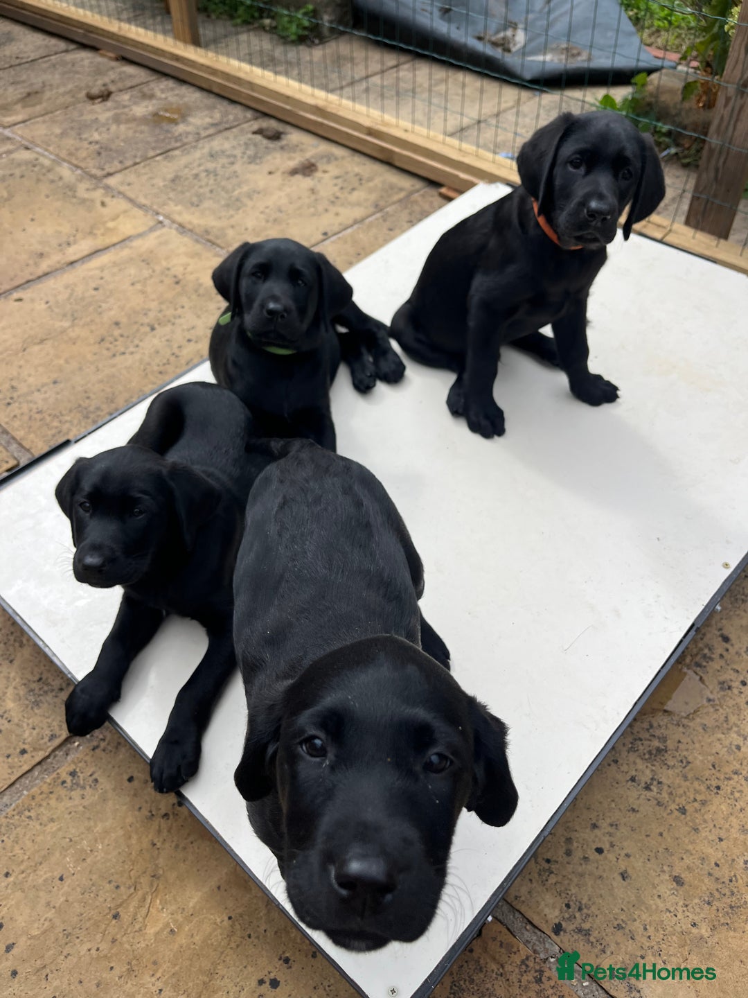 Labrador Retriever dogs for sale: Black Labrador Puppies for sale - Image 6