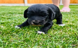 Cockapoo dogs for sale: Beautiful Merle cockapoos - Image 11