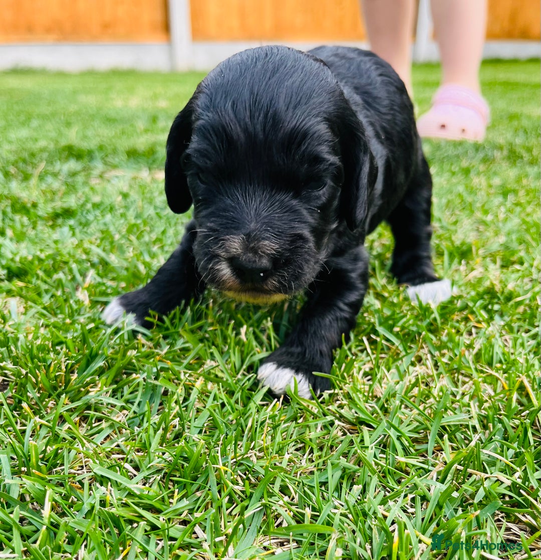 Cockapoo dogs for sale: Beautiful Merle cockapoos - Image 11
