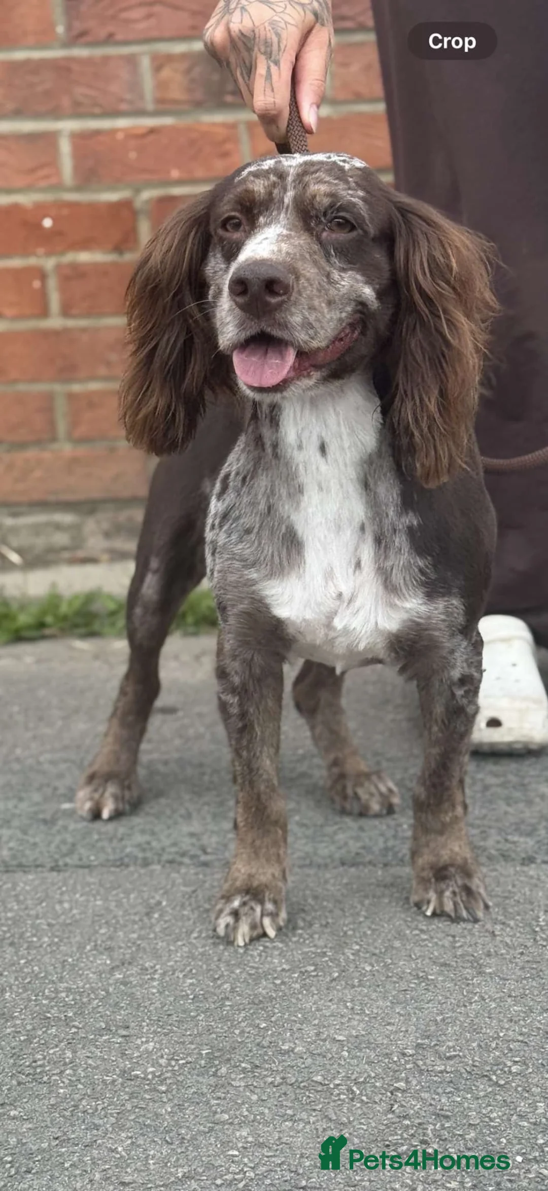 Cocker Spaniel dogs for sale: Chocolate merle and family - Advert 2