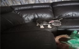 French Bulldog dogs for sale: Male French bulldog puppy - Image 6