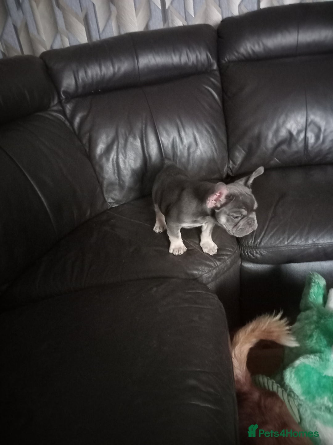 French Bulldog dogs for sale: Male French bulldog puppy - Image 6