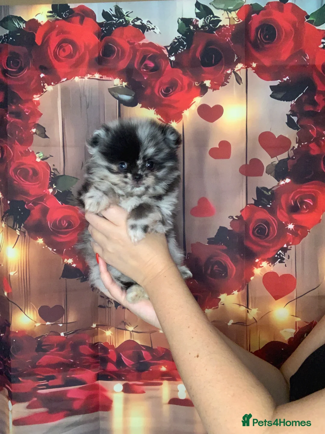 Pomeranian dogs for sale: UNIQUE BEAR FACE POMERANIAN LITTER - Advert 28