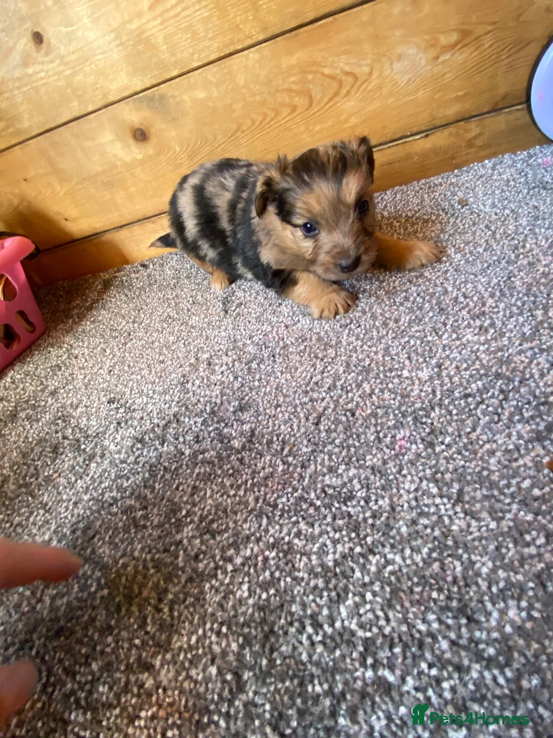 Jack Chi dogs for sale: Jack chi puppies  - Advert 11