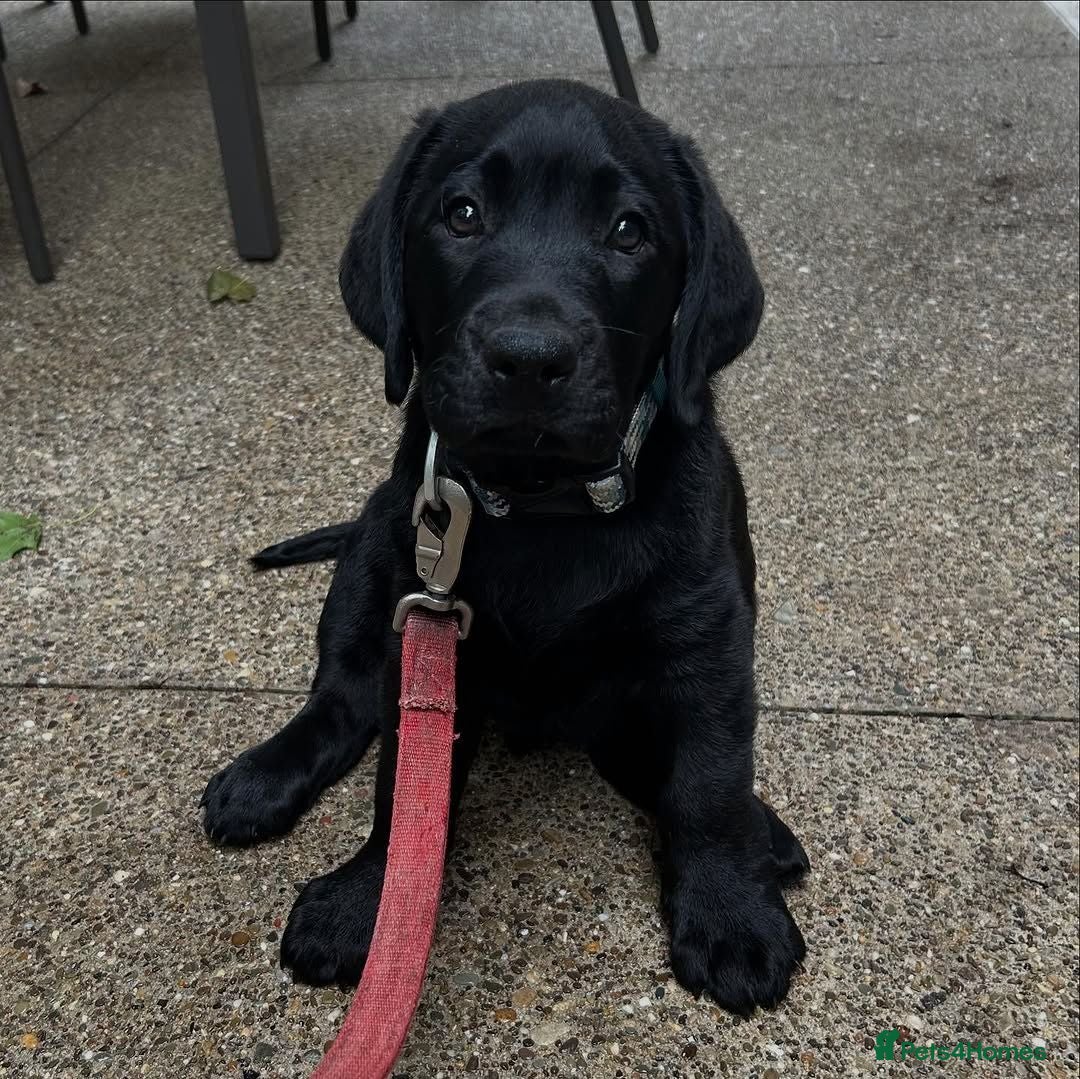Labrador Retriever dogs Sky is looking for her new and forever home - Advert 5
