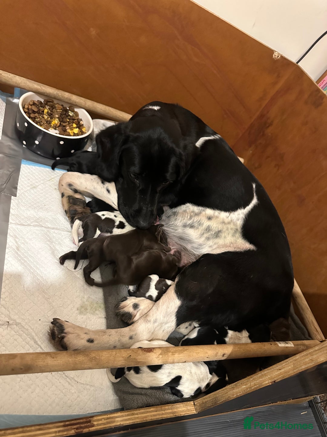 Mixed Breed dogs for sale: Sprockerdor puppies for sale  - Advert 8