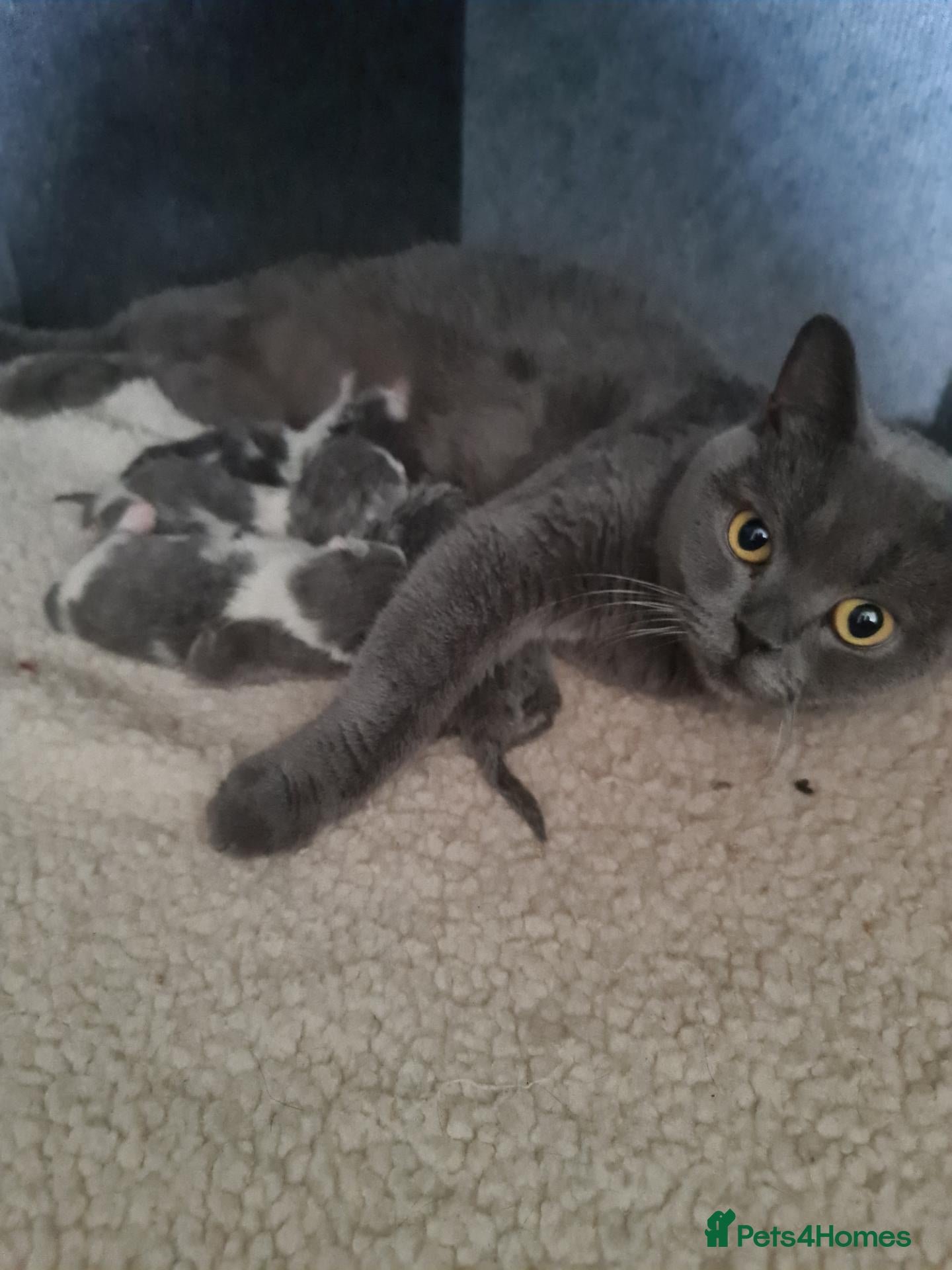 British Shorthair cats British shorthair kittens  - Advert 1