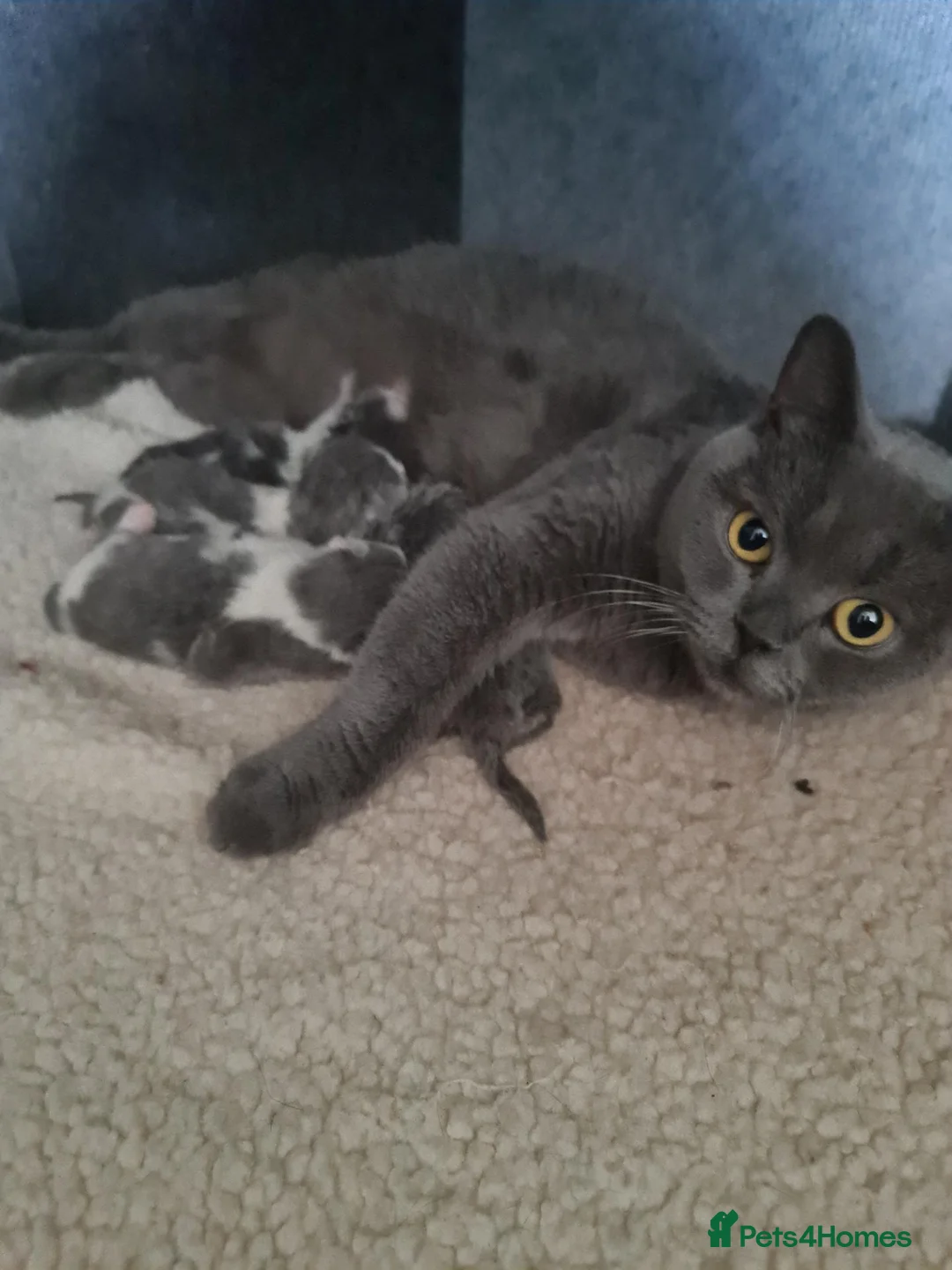 British Shorthair cats for sale: British shorthair kittens  - Advert 1
