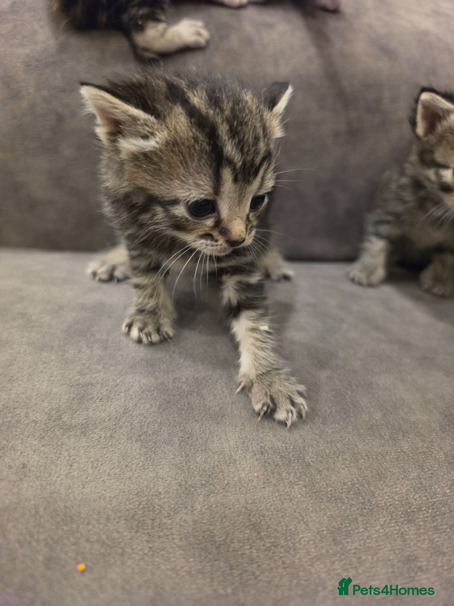 Mixed Breed cats "Fluffy Furballs"  - Advert 2