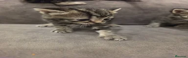 Mixed Breed Kitten 5