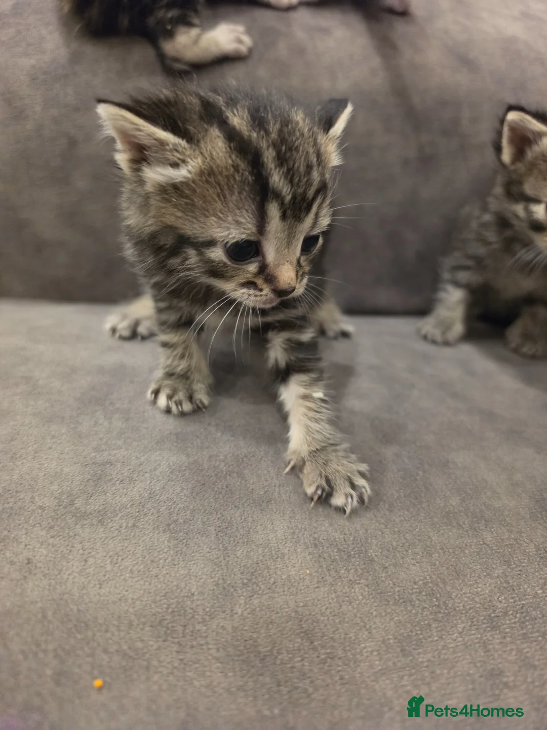 Mixed Breed cats for sale: "Fluffy Furballs"  - Advert 2